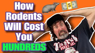 How Rodents Will Cost You HUNDREDS of Dollars $$$