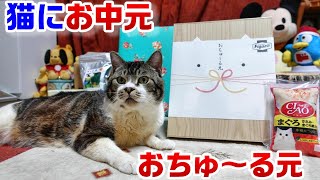 猫ちゃんにお中元が届きました🎵リキちゃんにおちゅ～る元☆プレゼントありがとう☆美味しいものは爆速で食べる猫【リキちゃんねる・猫動画】キジシロねこのいる暮らし