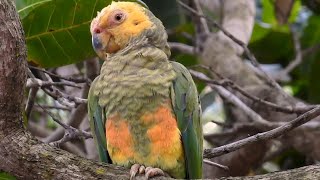 05 Espécies: Belas Aves Brasileiras do Cerrado!🦜🌿Papagaio-galego, Canário-do-campo, Maracanã-pequena