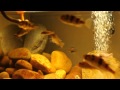 the 380 gallon victorian cichlid tank