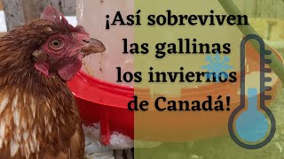 7 consejos para tener gallinas felices en temperaturas bajo cero.