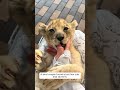 a kind couple found a lost lion cub and saved it. animalshorts shortvideo animalrescue