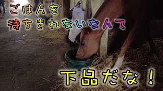 あーこっこ乗馬日記〜ほぼほぼ放牧。