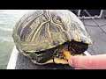 mega hungry turtle uncut angling march 8 2013