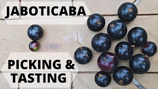 Jaboticaba Comparison Grimal v Red Anomaly Harvest & Taste Test