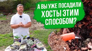 Хоста. Как посадить хосту в саду и в горшке. Хоста в ландшафте.