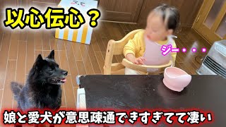 愛犬と娘が意思疎通できすぎてて凄いwお互い喋れないからこそ？