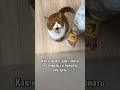 Намек и чавканья милота мило мем смешно кот коты котики cat рек cats 고양이