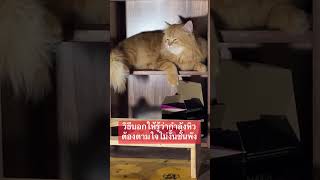 อาการแบบนี้คือเขาหิว #เฮียจีวอน  #cat #แมว #จีวอน