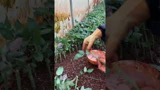 How to Grafting tree for gardening 2022  65