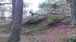 Teilstück des Premiumwanderweg Napoleonsteig am Retschelfelsen 12-2019 T3