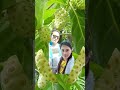 Noni Fruits #Short