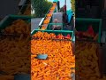 corn peeling machine