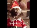 kuma is so cute wearing santa claus clothes❤❤ blackpink jennie lisa