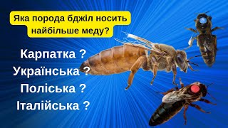 Яка порода бджіл найбільше принесе меду у ваші вулики і найшвидше окупить вашу пасіку!