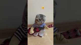 #猫咪的迷惑行为 #被迫营业的猫猫 #治愈猫咪 #喵星人 @抖音小助手   抖音