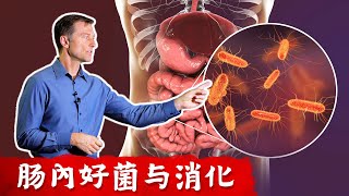 【益生菌】優質益生菌,腸道好菌與消化,感染自然療法,柏格醫生 Dr Berg