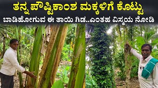 ತಾಯಿ ಗಿಡದ ವಿಸ್ಮಯ | Farming Agriculture ideas in Kannada | best farming methods in Karnataka