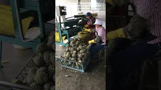 Automatic pineapple peeling and core removing machine for round peeled pineapple