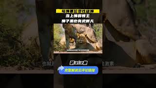 狮王死后，母狮变公狮，霸占后宫还想产下后代，狮子里也有武则天？（part3/3）#shorts #animals  #lion