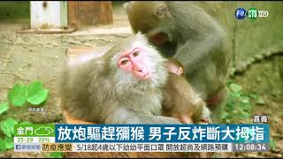 放炮驅趕獼猴 男子反炸斷大拇指 | 華視新聞 20200511