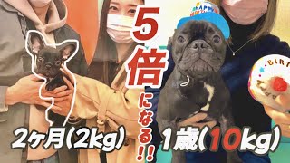 お迎えから５倍に成長したフレブル／１歳／誕生日【フレンチブルドッグ】【夫婦】