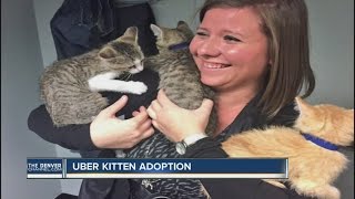 Uber kitten adoption