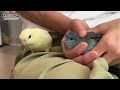 先輩インコと雛インコを初対面させたら意外な行動に・・・❕👀【サザナミインコ】