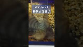 コリドラス 餌問題 解決！