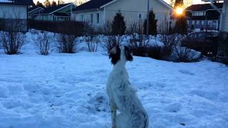 Jac and release pigeon. Command SIT