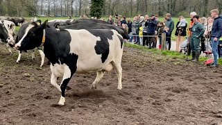 Koeiendans 2022 bij Biologisch Melkveebedrijf 'n Pol in de Hof te Boekelo.