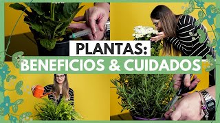 Cuidados y beneficios de las plantas: 9 tips para 9 tipos de plantas