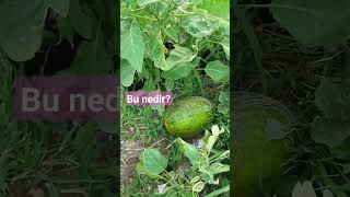 Bu Nedir? (Online videolu sözlük) Kavun, Melon, Melone, شمام, melon 🌿 #türkiye #polyglot #karadeniz