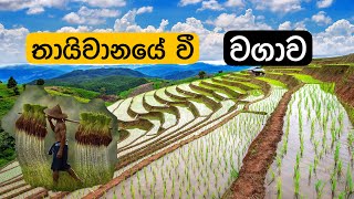 තායිවානයේ වී වගාව මුල සිට. From the beginning of rice cultivation in Taiwan.෴