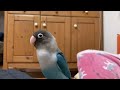 ボタンインコのたいちゃん！パパと共鳴、チュル！