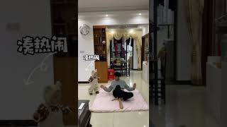 爸爸本想都女兒一下，沒想到把她嚇哭了，這下完了！#funny#萌娃#搞笑