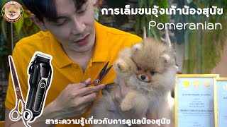 การเล็มขนอุ้งเท้าน้องสุนัขสำหรับ Pomeranian สอนวิธีเล็มที่ถูกต้อง Hero’s Pom