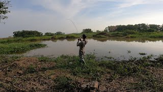 câu cá lóc Tràm Chim, lại là một ngày cá ăn mạnh #21