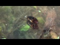 mating predaceous diving beetles neoporus undulatus