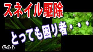 【スネイルに困っています・・・】ウチの水槽はこんな感じで駆除しています. 【水草水槽(Planted Aquarium)】#46