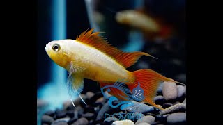 10/8【DC短鯛坊】B白金橘帆鳳尾短鯛 No.K5【DwarfCichlid】