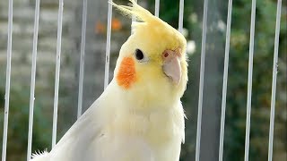 Best Talking Cockatiel