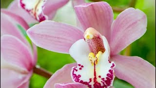 Types Of Orchids - Types Stunning Varieties For Your Home #youtubeshorts #viralvideos