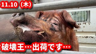 #563 出荷第1便🐽ひさびさの南日本ハム🚚