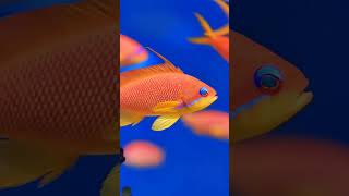 Ocean Animals Video