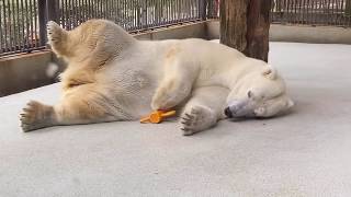 【しろくまピース】遊んでたら眠たくなったよ🌈とべ動物園にて