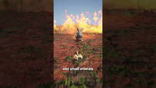 The Firehawks That Spread Wildfires