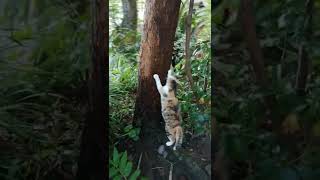 神社で出会った猫に嫁さんがついて行くと とても役に立つ場所に案内された！