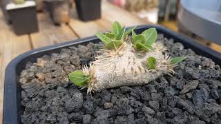 꽃분이네 선인장이야기 브레비카울. Pachypodium brevicaule