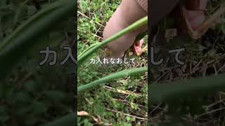 【自然農】玉ねぎの試し堀り／#不耕起  #無肥料  #無農薬 #shorts